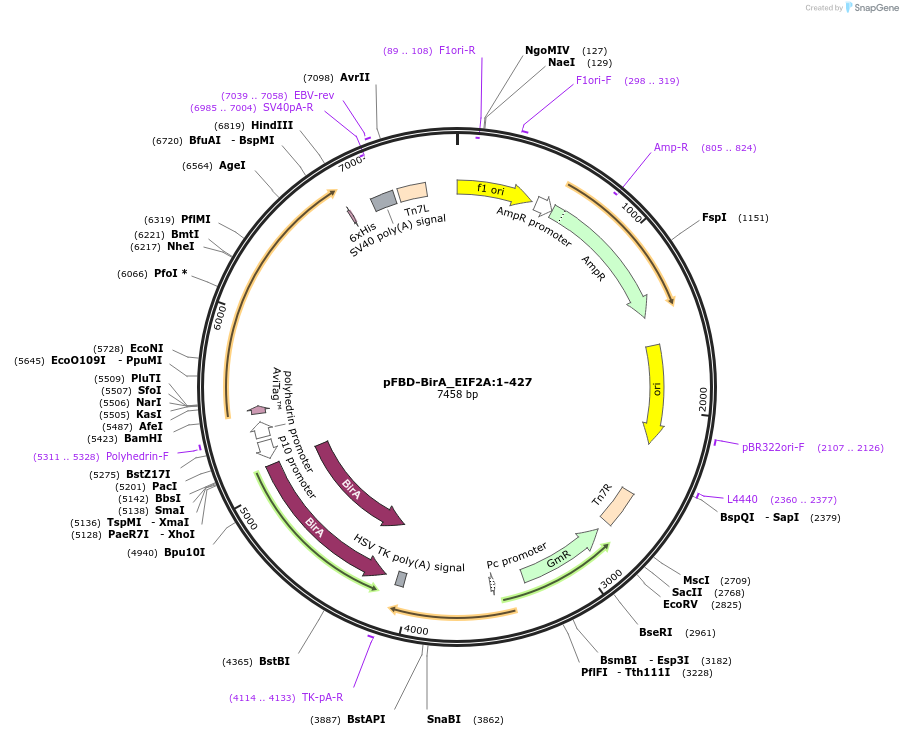 210938-plasmid-map-sequence-id-424569