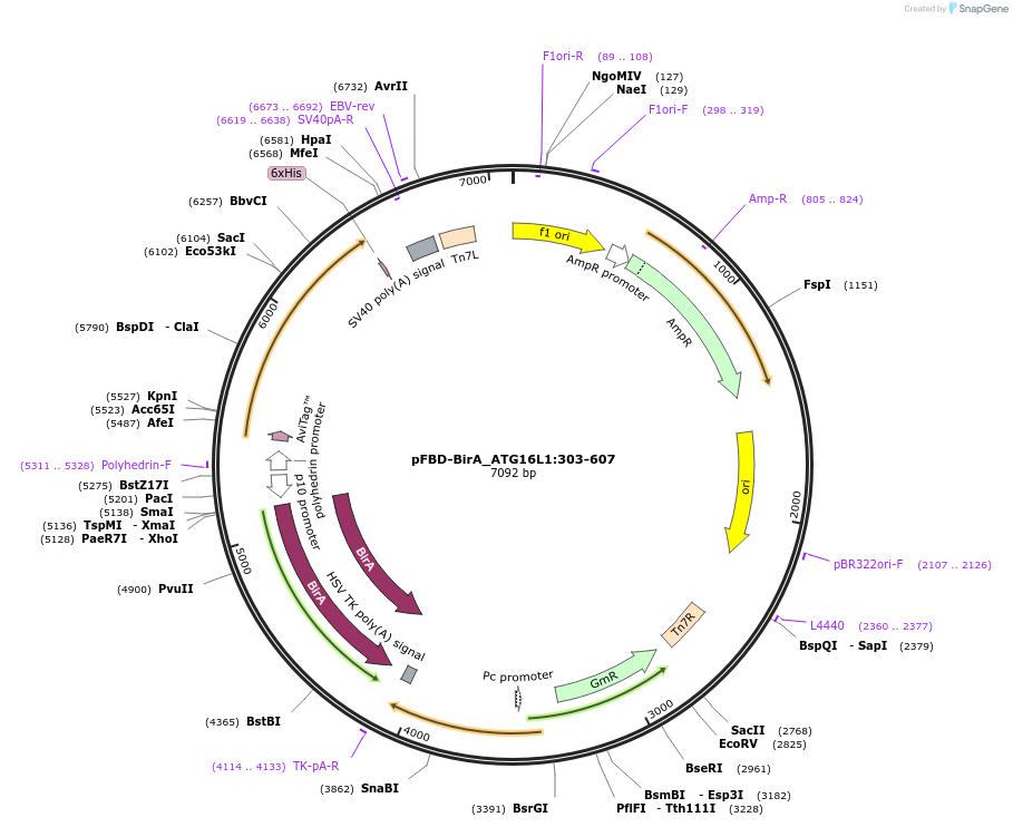 210942-plasmid-map-sequence-id-424570