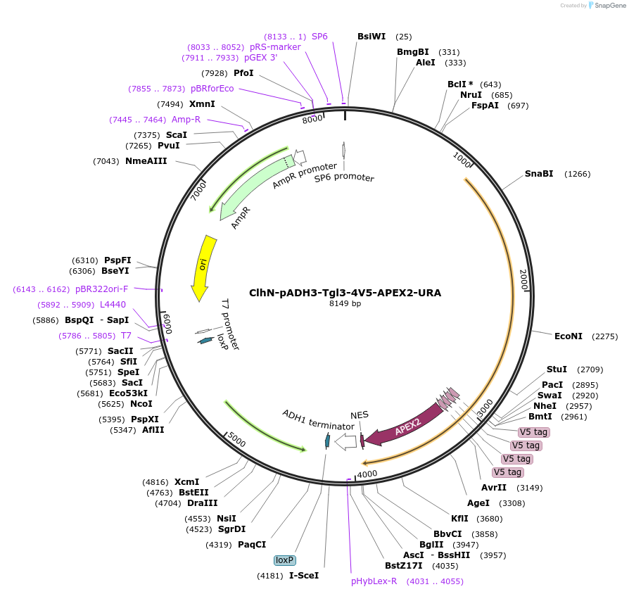 207066-plasmid-map-sequence-id-424571