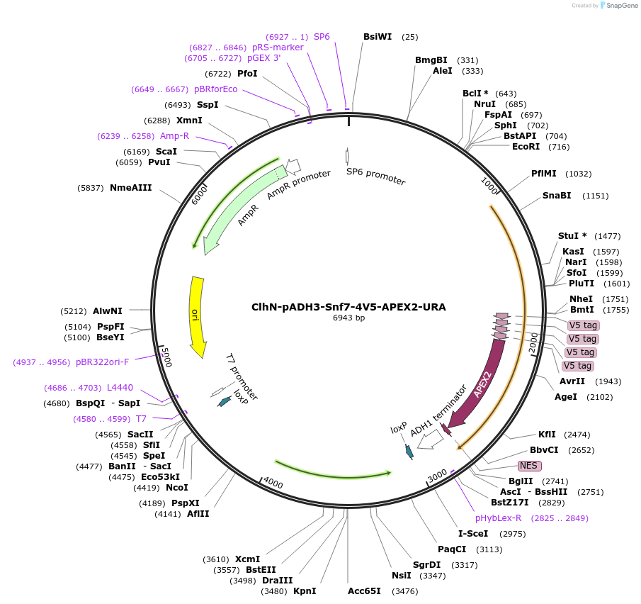 207065-plasmid-map-sequence-id-424573