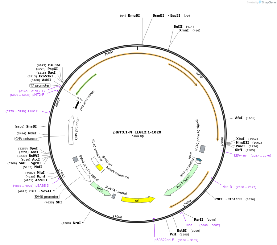 211244-plasmid-map-sequence-id-424576