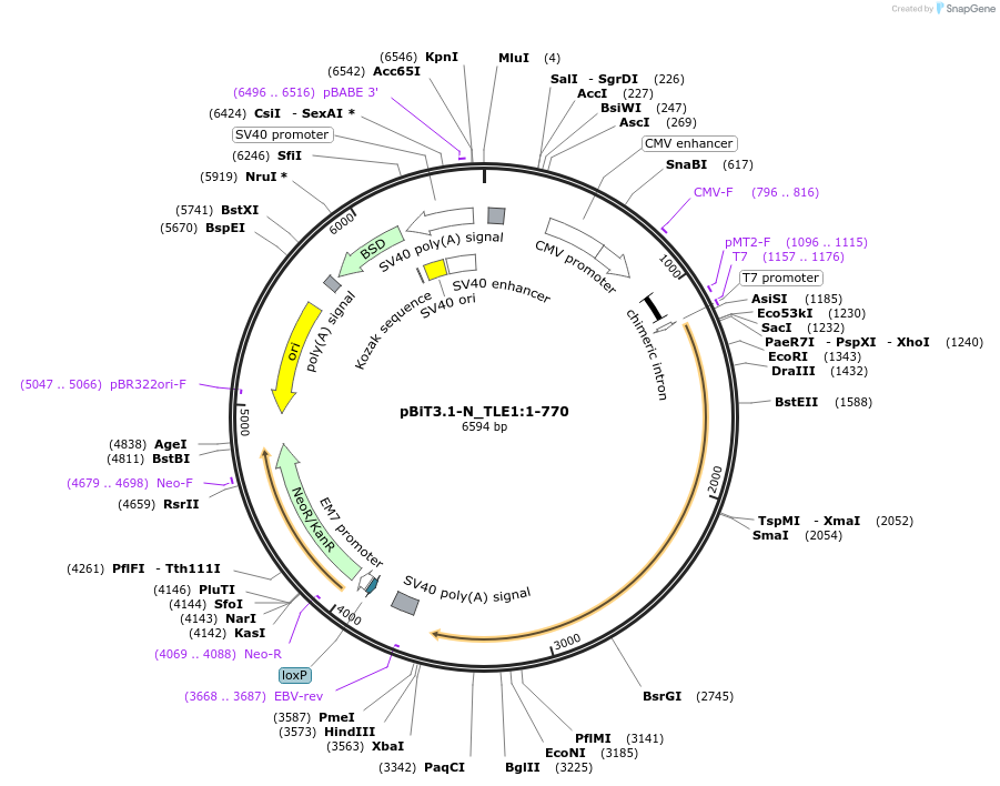 211248-plasmid-map-sequence-id-424578