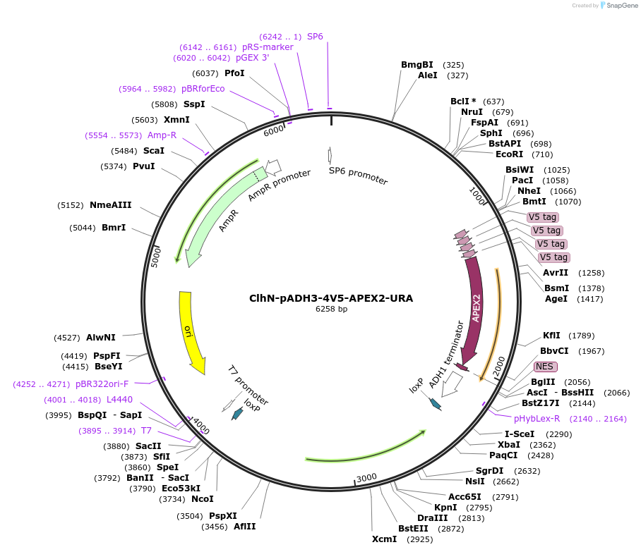 207063-plasmid-map-sequence-id-424583