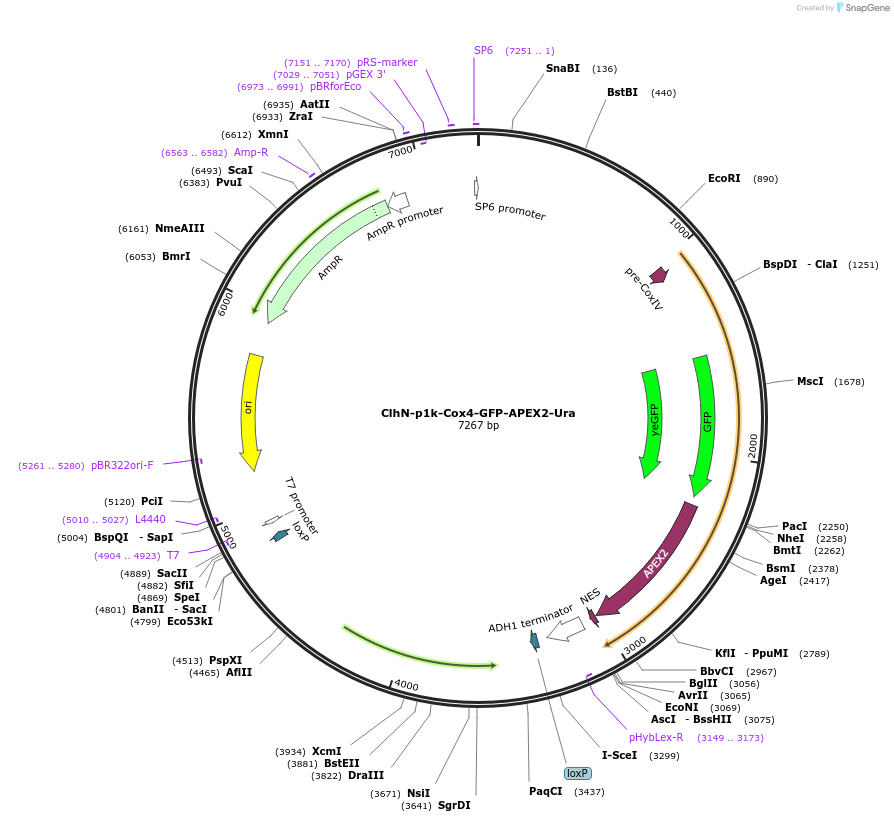 207062-plasmid-map-sequence-id-424585