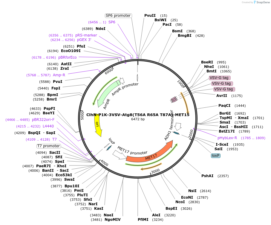 207051-plasmid-map-sequence-id-424603