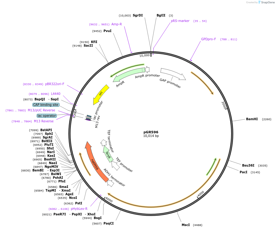213787-plasmid-map-sequence-id-424625