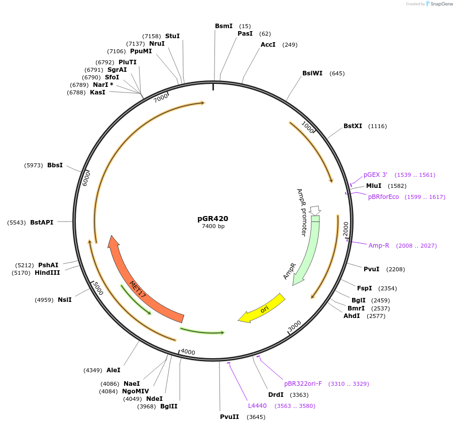 213782-plasmid-map-sequence-id-424626