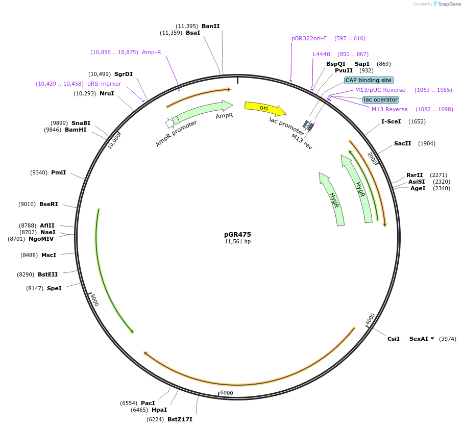 213784-plasmid-map-sequence-id-424627