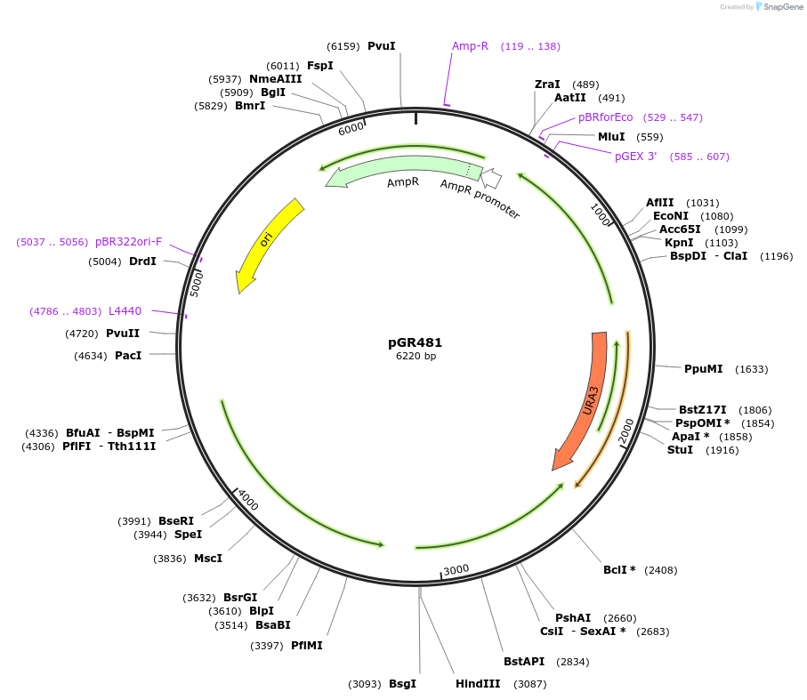 213783-plasmid-map-sequence-id-424628