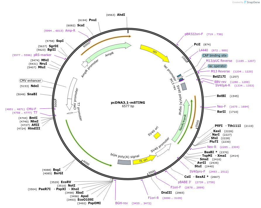 214156-plasmid-map-sequence-id-424636