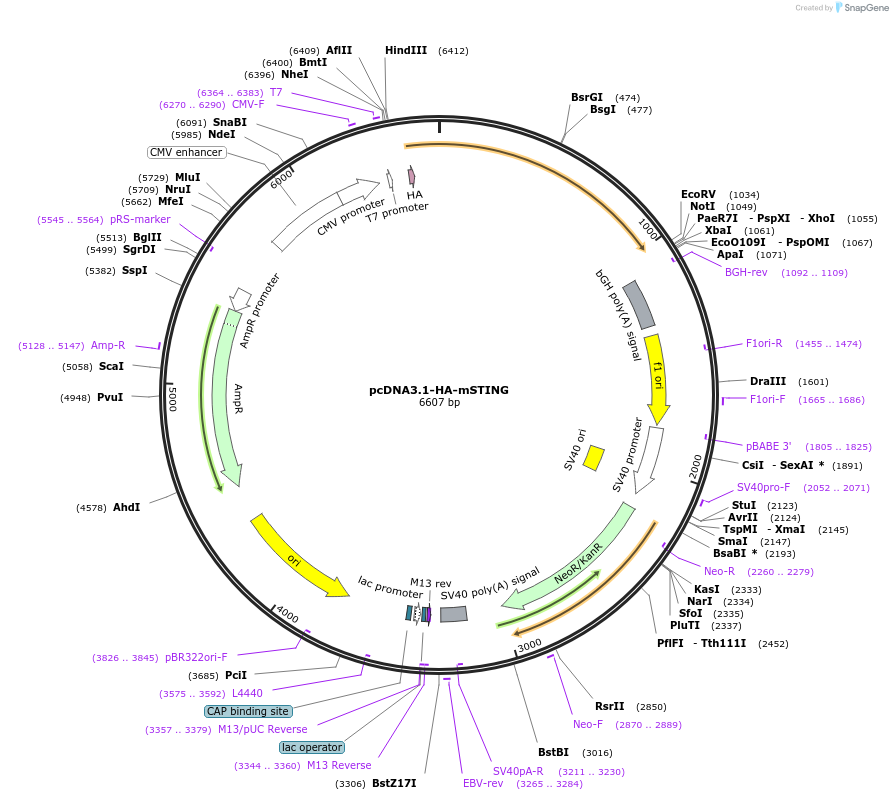 214157-plasmid-map-sequence-id-424637