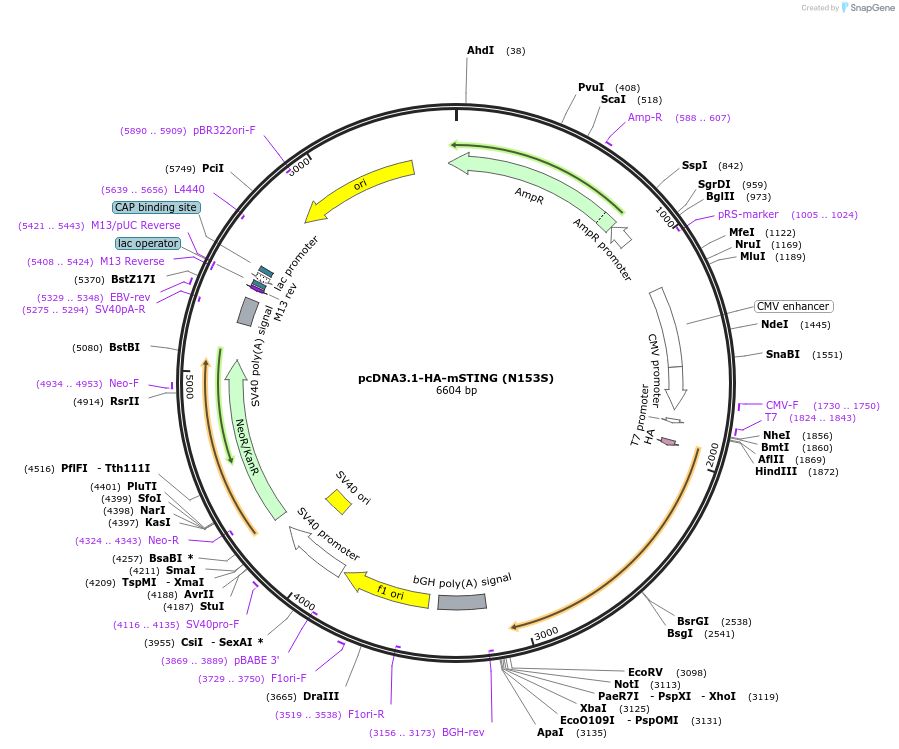 214158-plasmid-map-sequence-id-424638