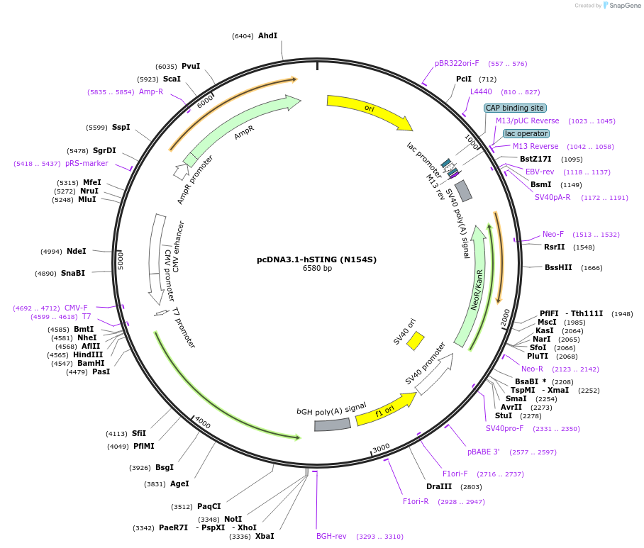 214160-plasmid-map-sequence-id-424640