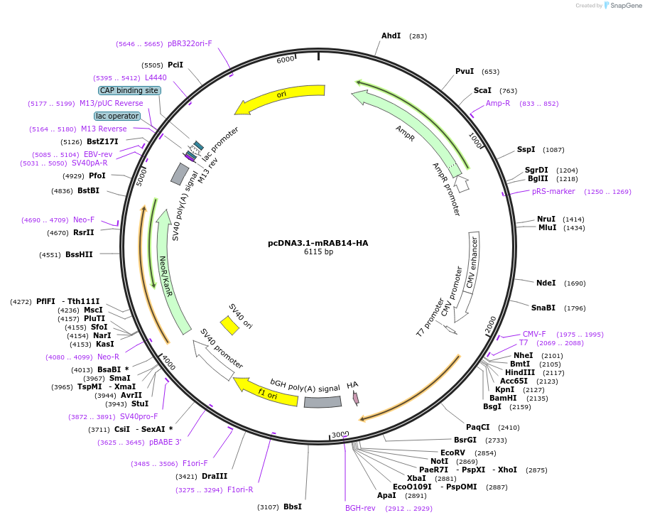 214165-plasmid-map-sequence-id-424642