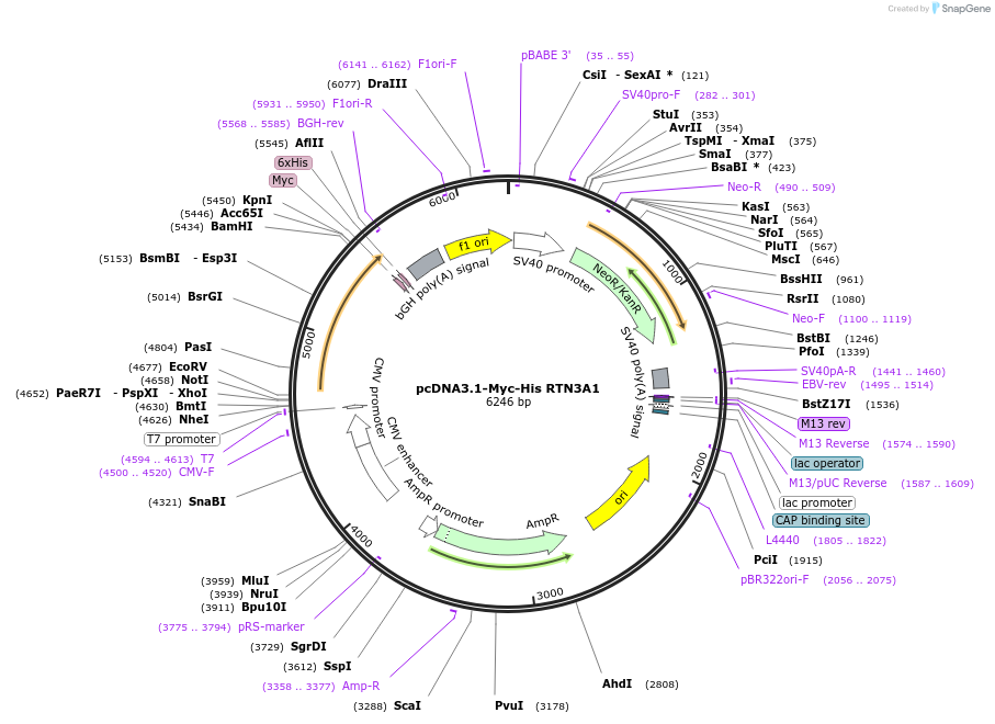 31087-plasmid-map-sequence-id-424650