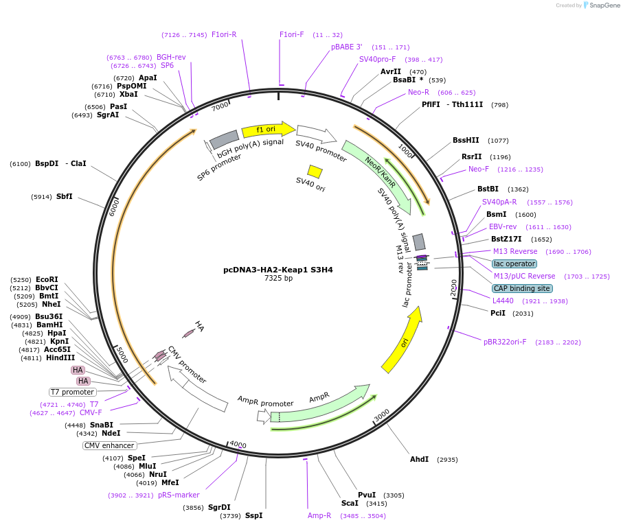 21594-plasmid-map-sequence-id-424651