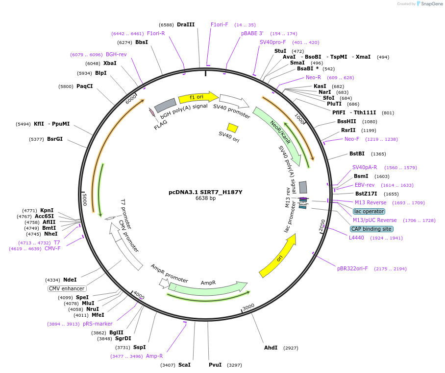 53151-plasmid-map-sequence-id-424653