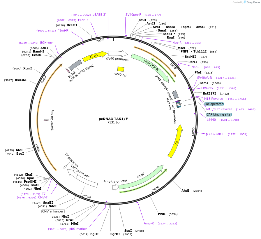44161-plasmid-map-sequence-id-424654