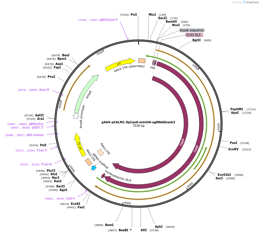 213973-plasmid-map-sequence-id-424655