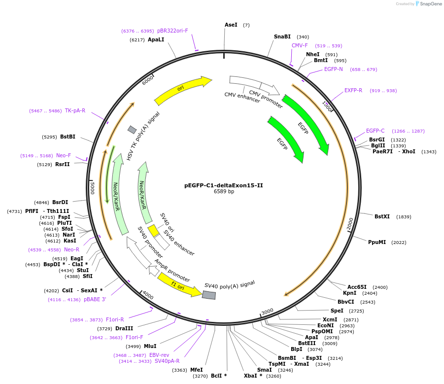209566-plasmid-map-sequence-id-424662