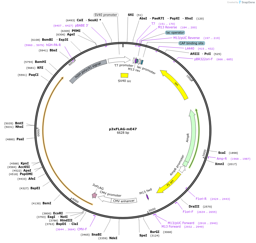 34585-plasmid-map-sequence-id-424665