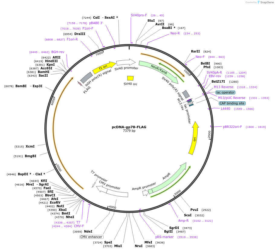 62370-plasmid-map-sequence-id-424666