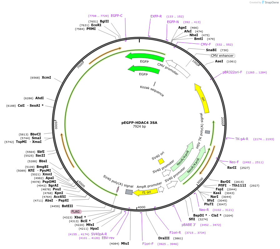 45637-plasmid-map-sequence-id-424667