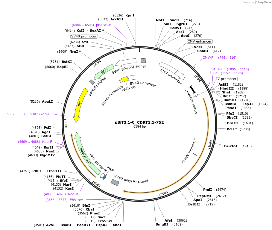 211269-plasmid-map-sequence-id-424668