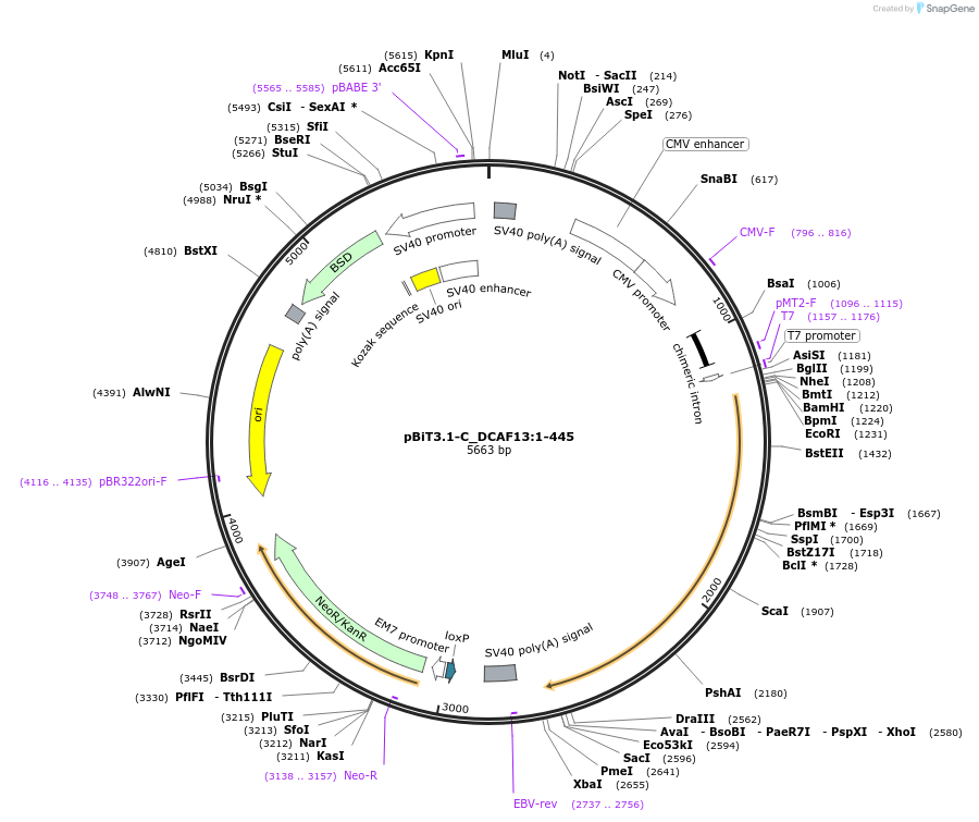 211273-plasmid-map-sequence-id-424669