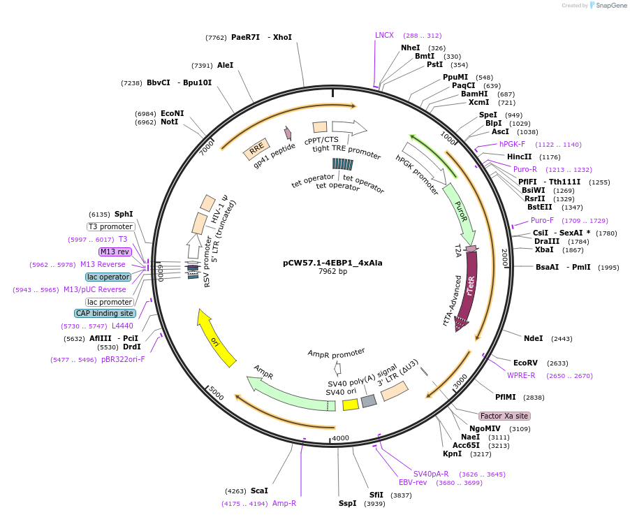 38240-plasmid-map-sequence-id-424671