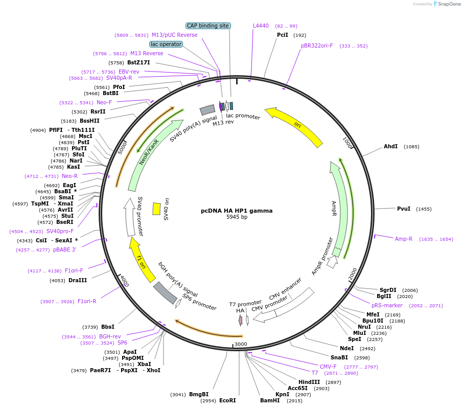 24080-plasmid-map-sequence-id-424684