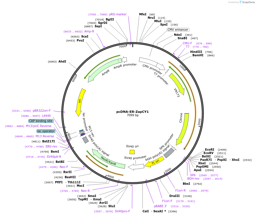 36321-plasmid-map-sequence-id-424686