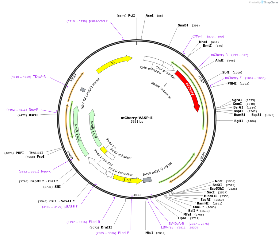 55151-plasmid-map-sequence-id-424687