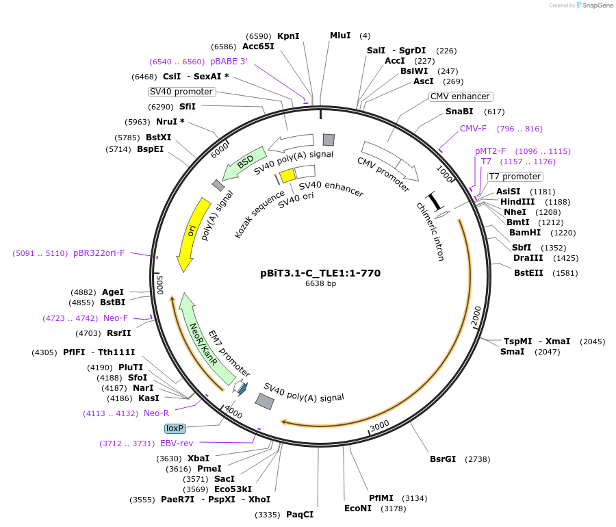 211322-plasmid-map-sequence-id-424689