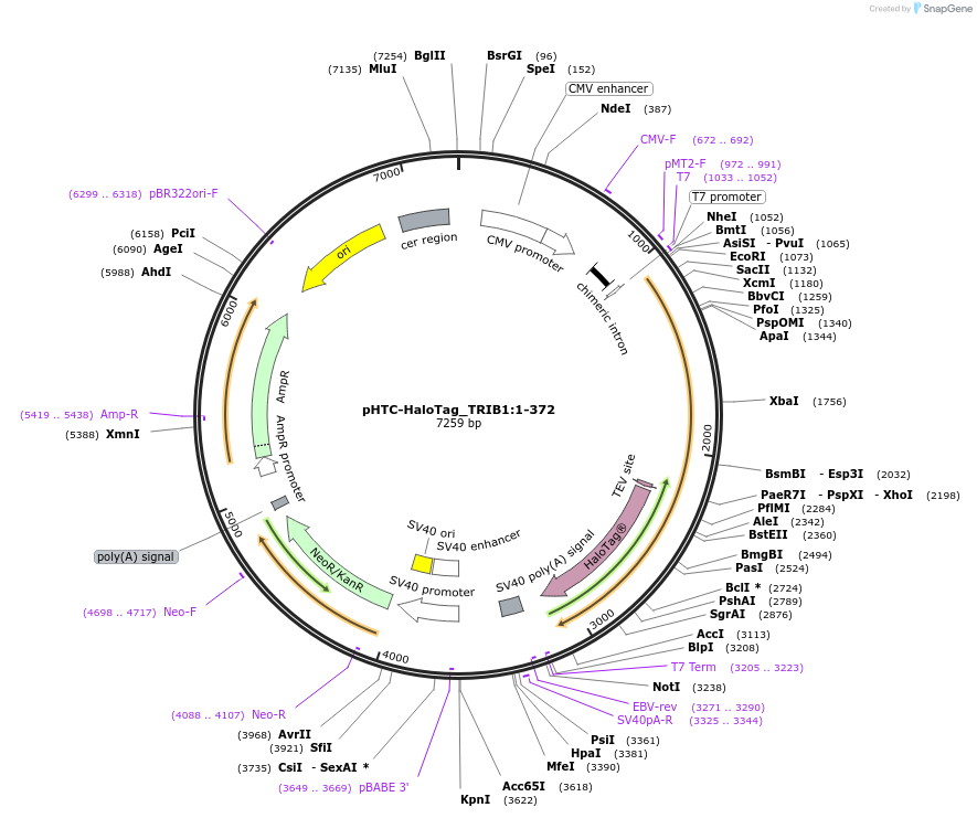 210969-plasmid-map-sequence-id-424690