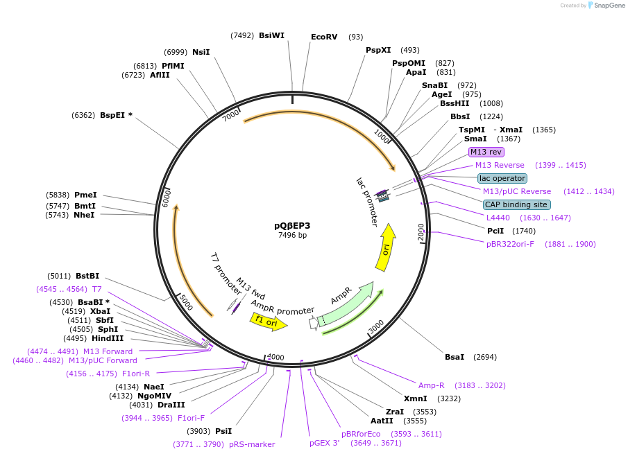 210861-plasmid-map-sequence-id-424693