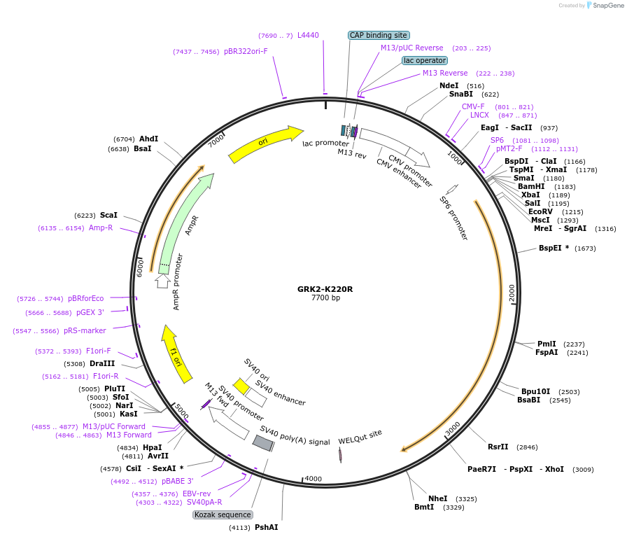 35403-plasmid-map-sequence-id-424720