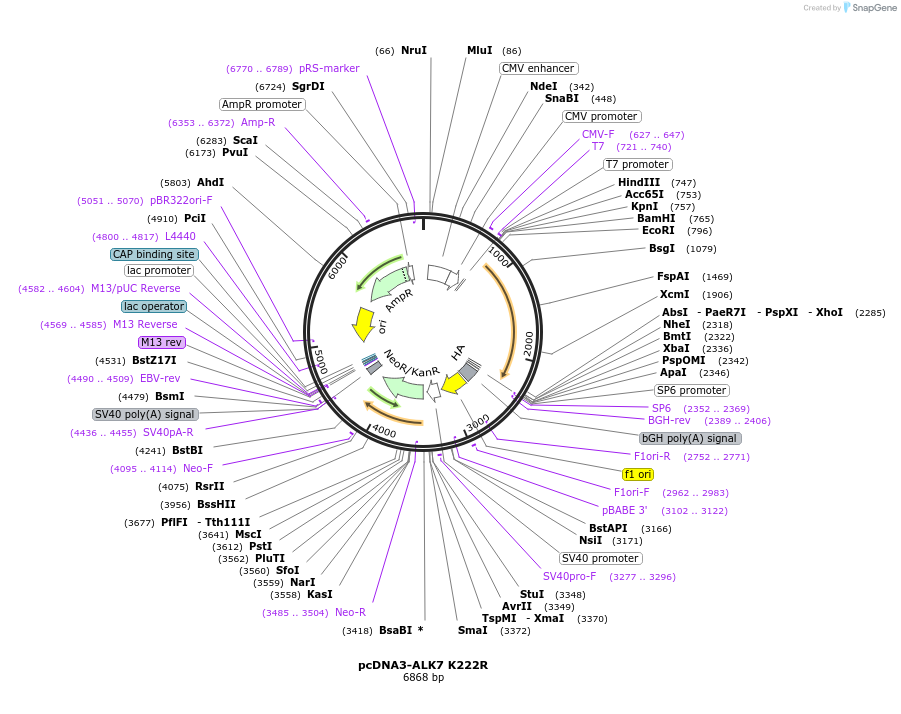 80887-plasmid-map-sequence-id-424726