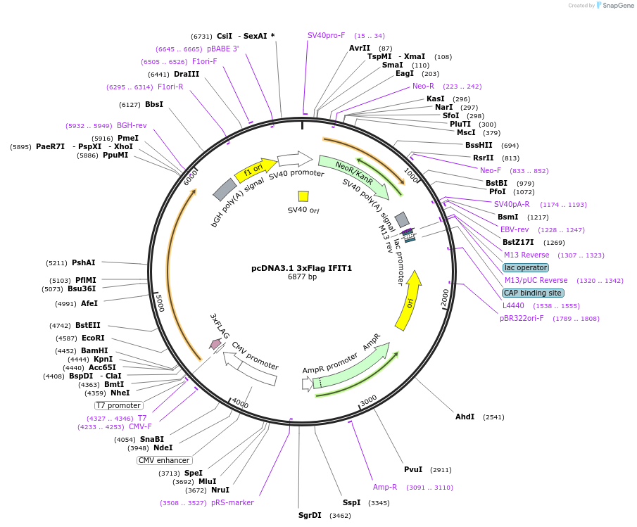 53554-plasmid-map-sequence-id-424728