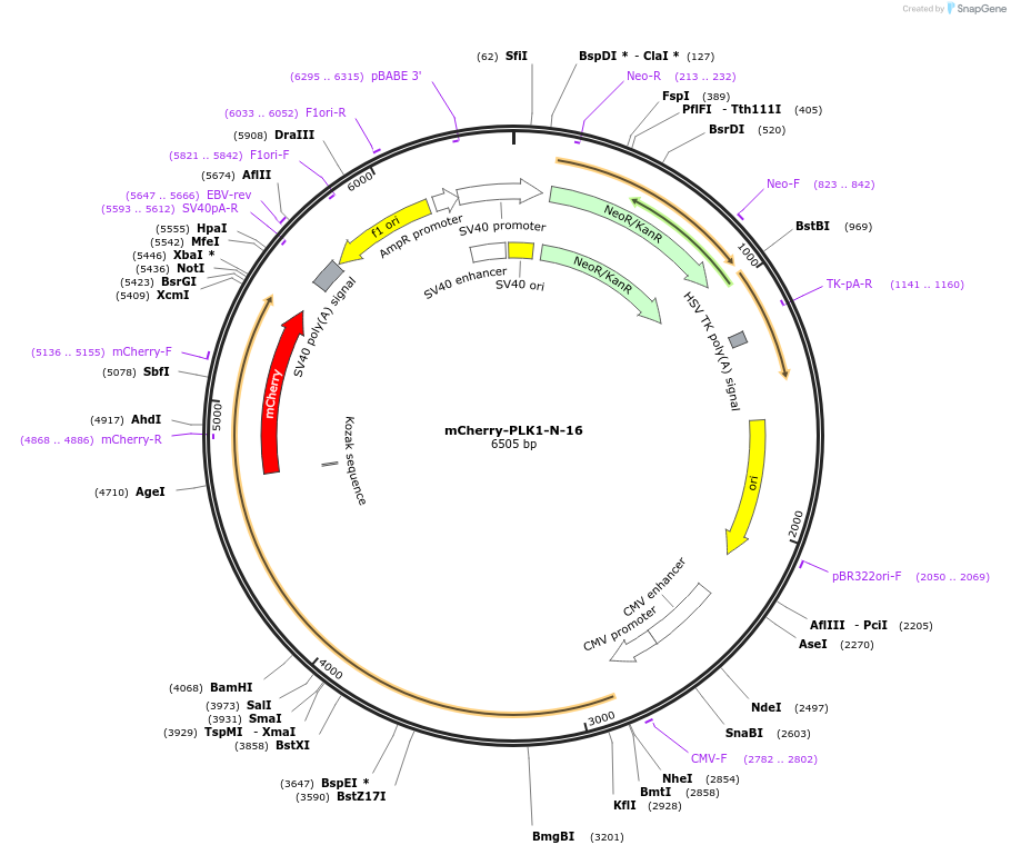 55119-plasmid-map-sequence-id-424730