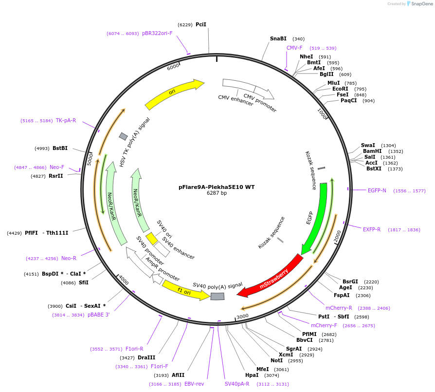 209576-plasmid-map-sequence-id-424742