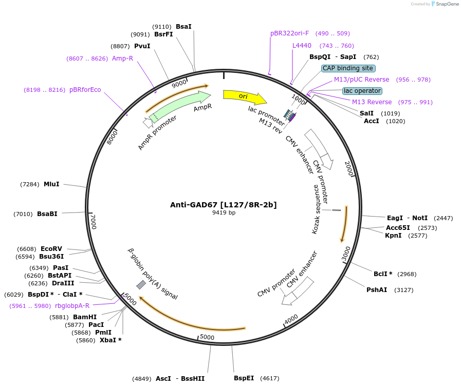 206644-plasmid-map-sequence-id-424745
