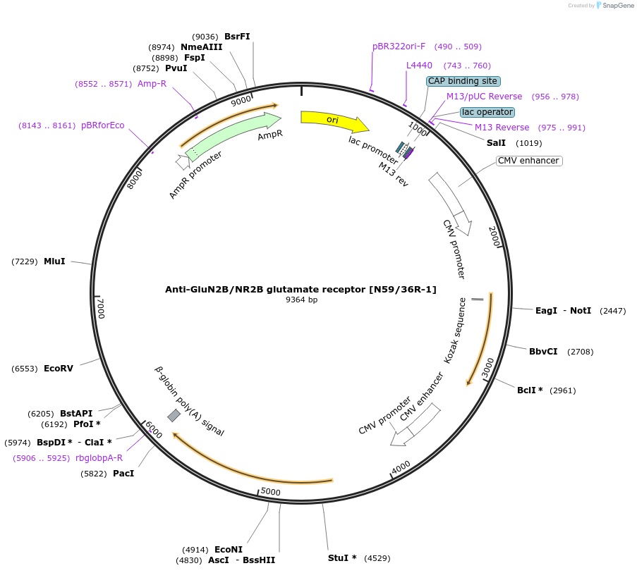 206715-plasmid-map-sequence-id-424746