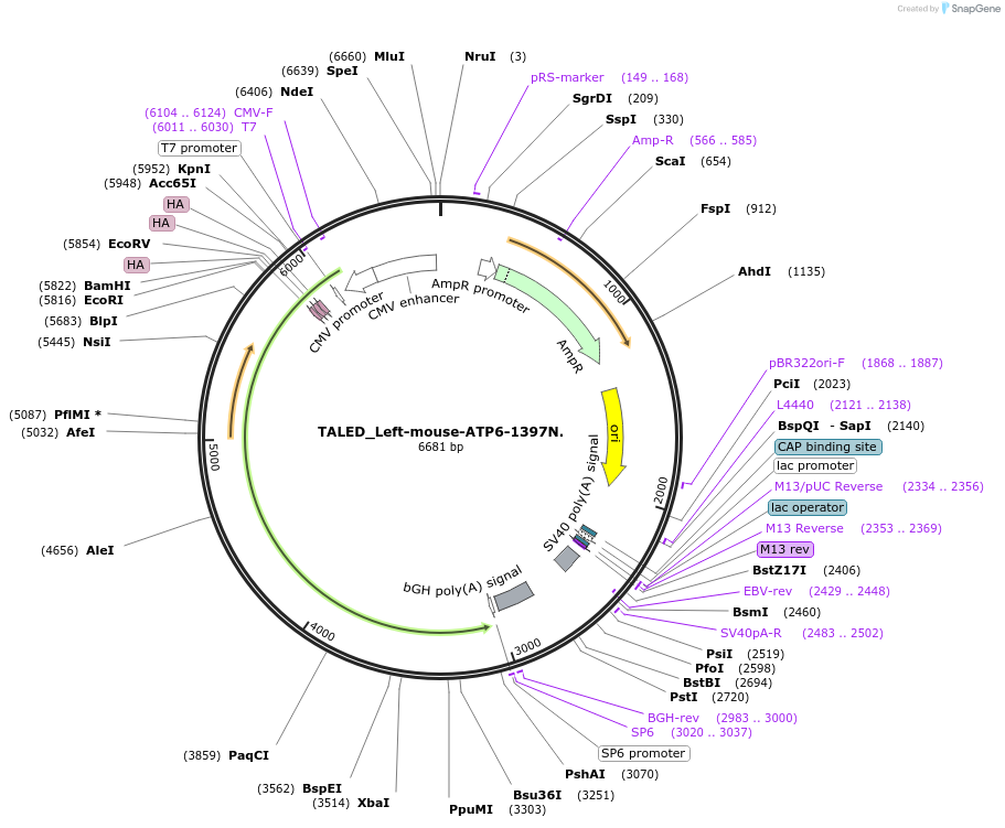 212951-plasmid-map-sequence-id-424747