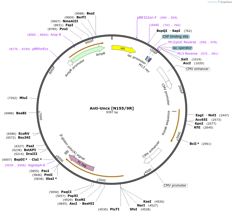 114545-plasmid-map-sequence-id-424748