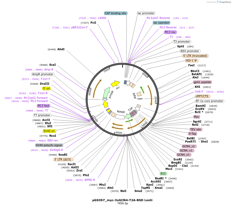 211882-plasmid-map-sequence-id-424751