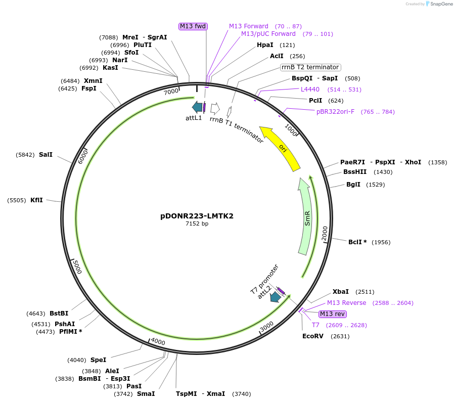 23914-plasmid-map-sequence-id-424758