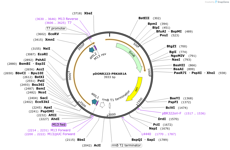23741-plasmid-map-sequence-id-424759
