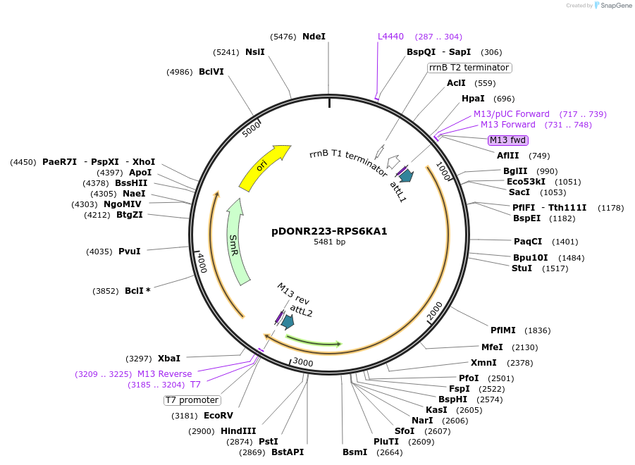 23860-plasmid-map-sequence-id-424760