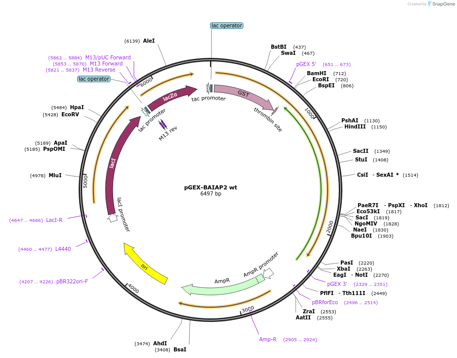 31675-plasmid-map-sequence-id-424766